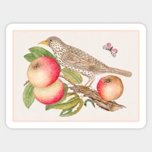 Brown Bird on Apple Branch with Caterpillar (18th Century) Sticker